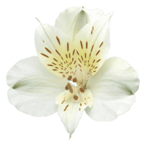 آلسترومریا سفید Akemi