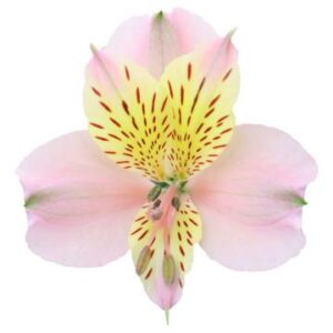 گل آلسترومریا Alice دامون