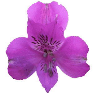 گل آلسترومریا Camaro