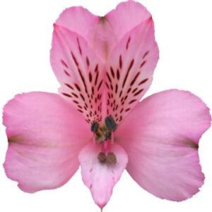 گل آلسترومریا Debby