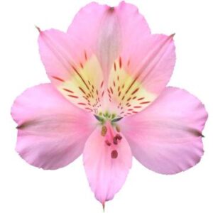 گل آلسترومریا Stephanie