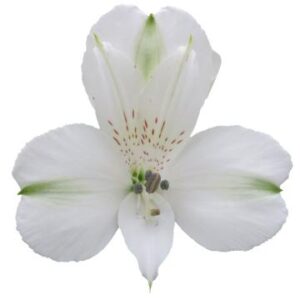گل آلسترومریا White-Focus