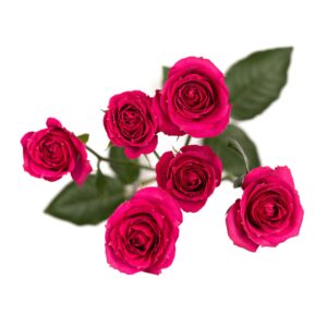 گل رز مینیاتوری Purple Irischka