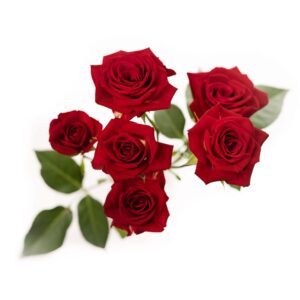 گل رز مینیاتوری Amor blossoms