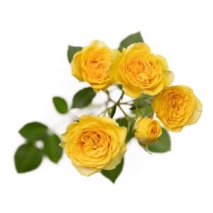 گل رز مینیاتوری Leo