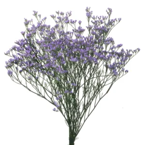 گل لیمونیوم Perennial Arizona