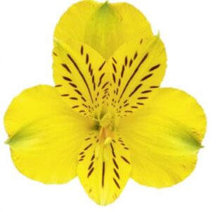 آلسترومریا زرد Canary دامون