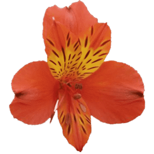 آلسترومریا Cinnamon دامون