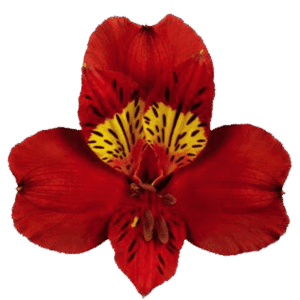 آلسترومریا Hot Pepper دامون
