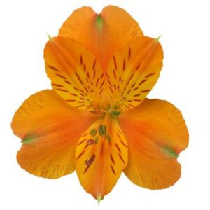 آلسترومریا Julia دامون