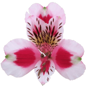 آلسترومریا Sweetheart دامون