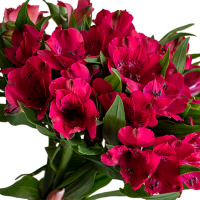 AlstroemeriaCropped