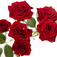 RoseMiniator
